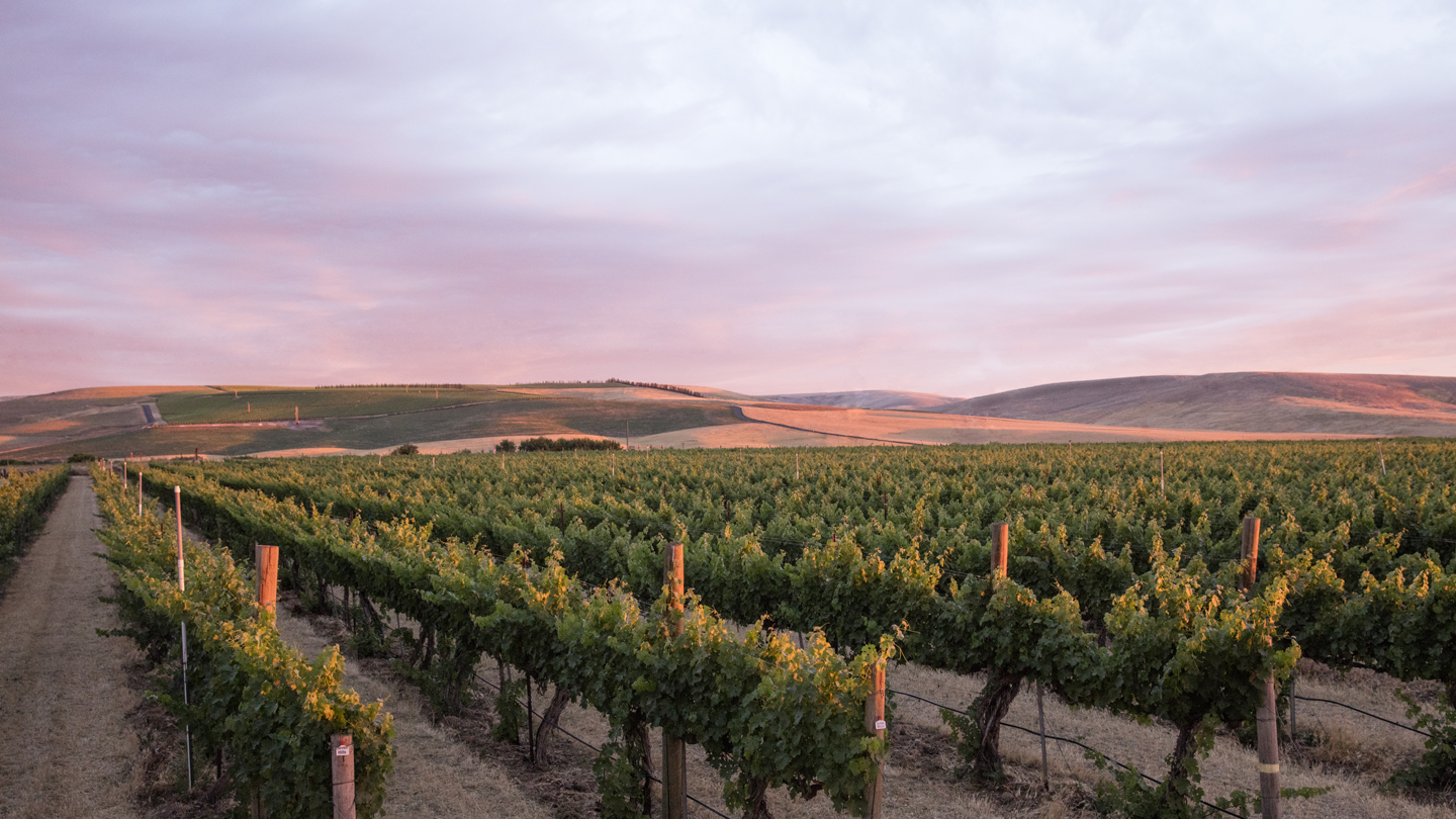 Seven Hills Vineyard at sunset