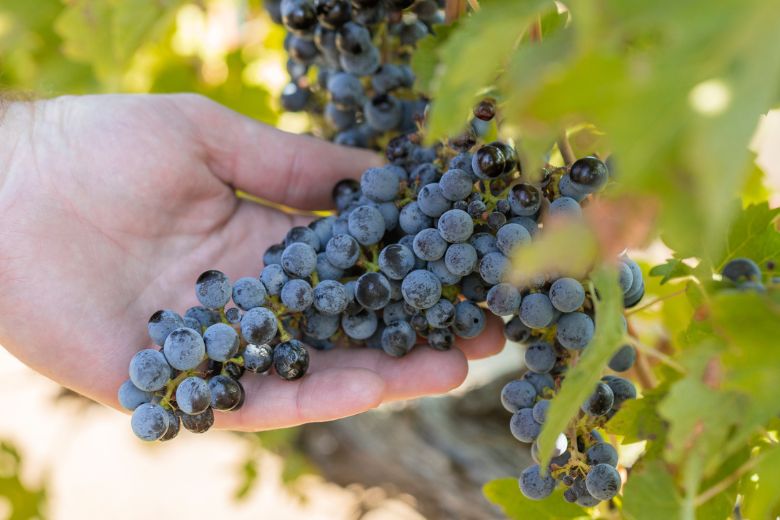 image of a grape on the vine. 