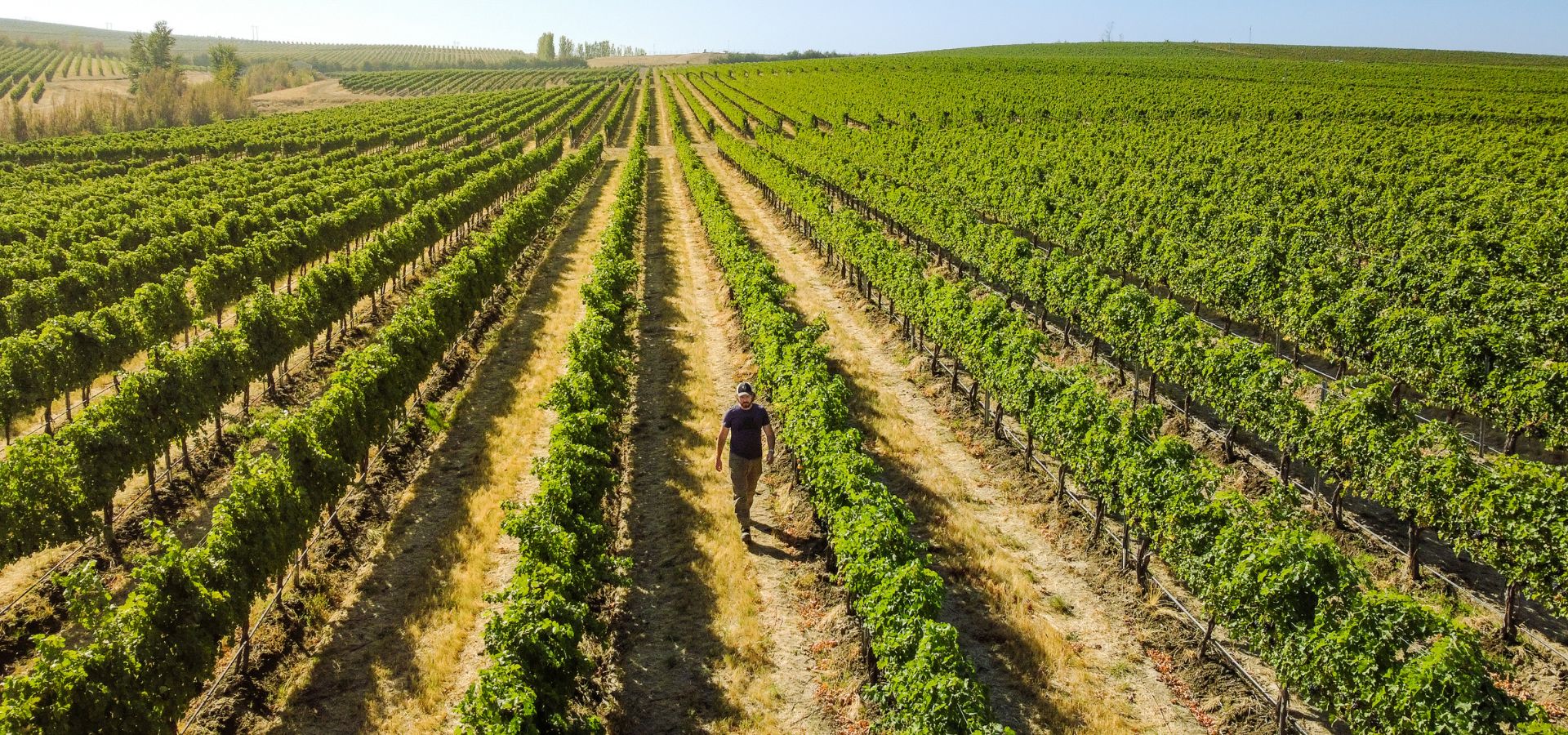 A person walks between rows of green grapevines in a large, sunny vineyard that stretches into the distance under a clear blue sky.